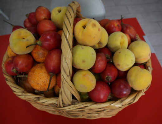 Donde comprar orgánico Donde comprar sano Busco agroecológico Busco orgánico